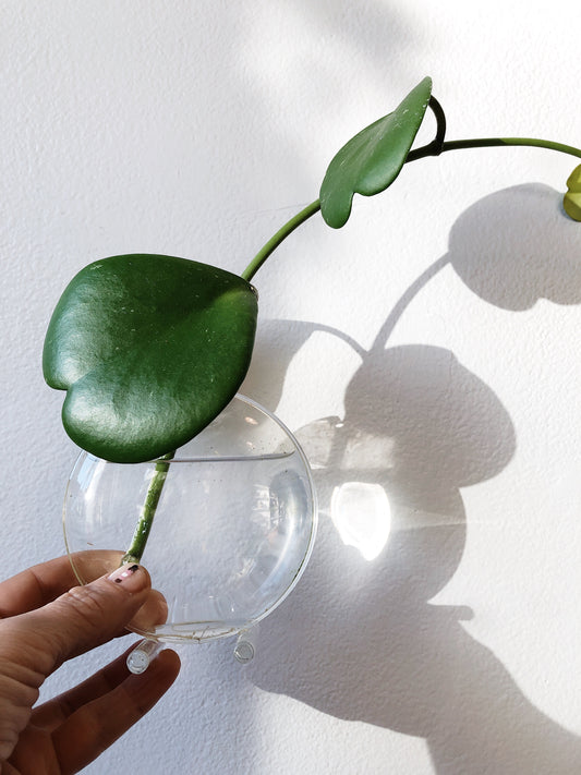 Glass Windowsill Propagation Vase