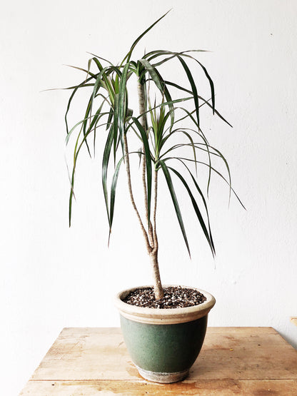 Potted Dracaena Palm