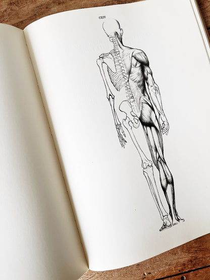 Mid Century Anatomy for the Artist Book