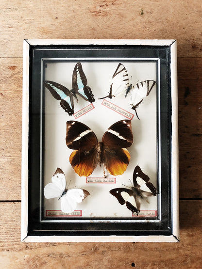 Vintage Butterfly Specimen