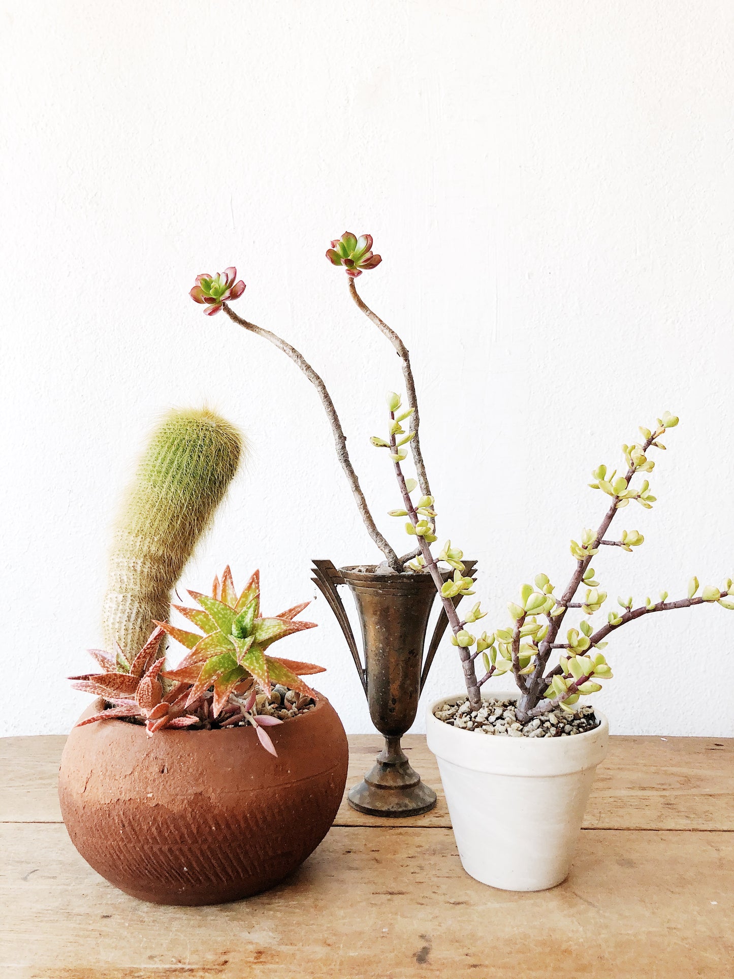 Succulent in Vintage Pottery