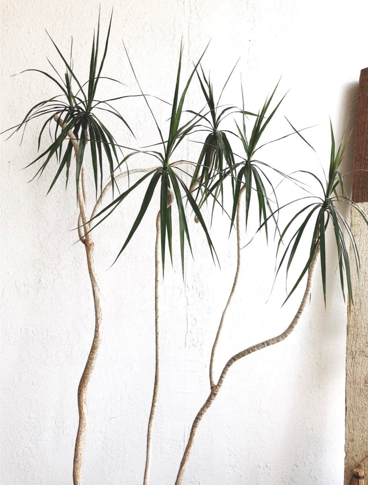 Potted Dracaena Palms