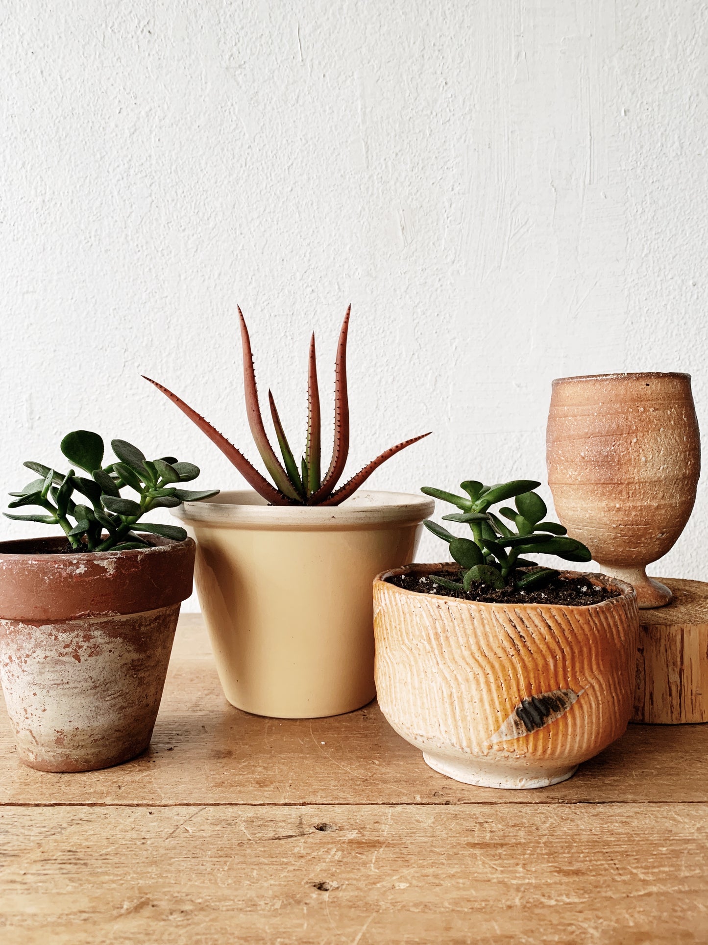 Potted Plant