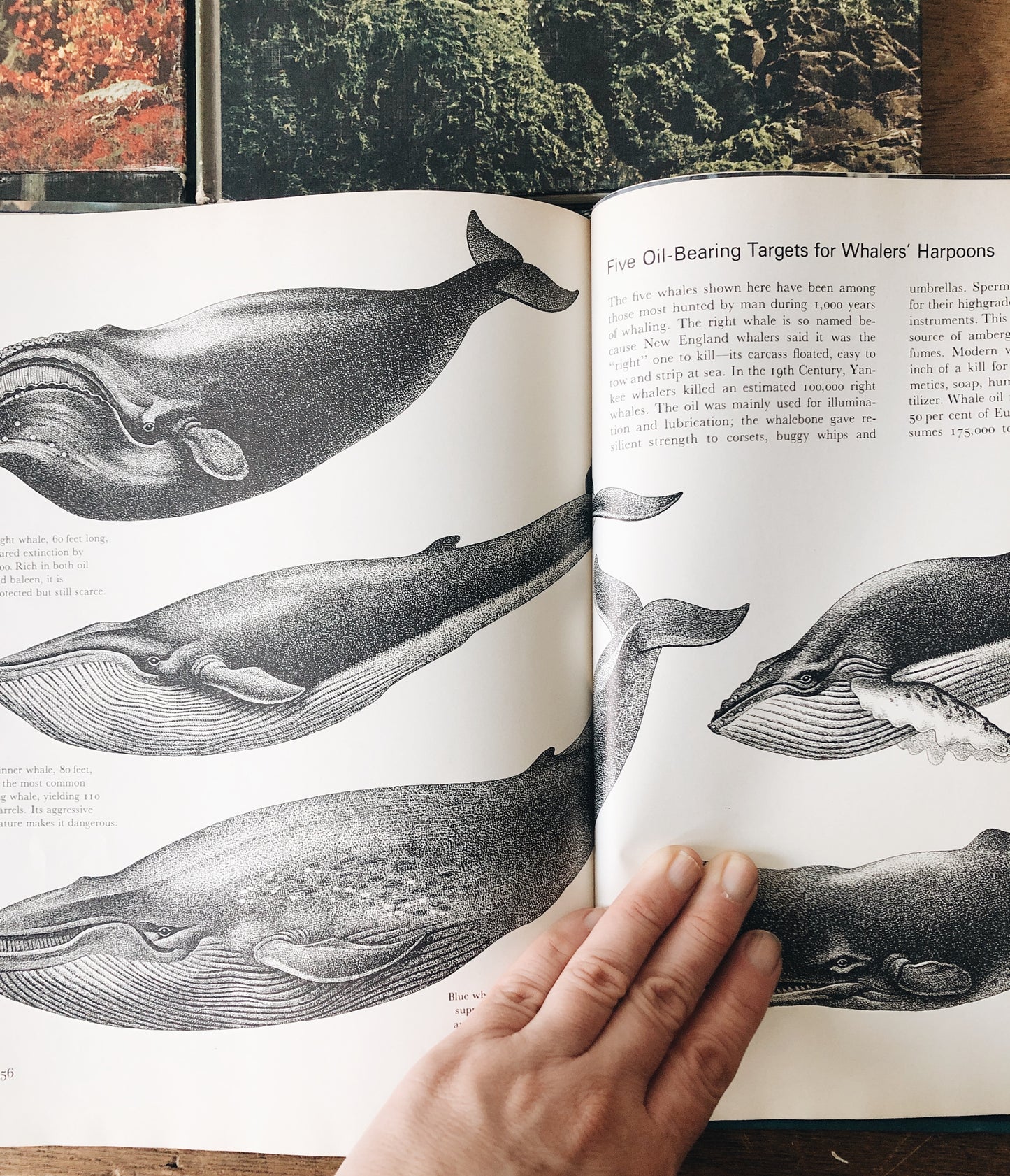 Vintage Natural History Book Collection