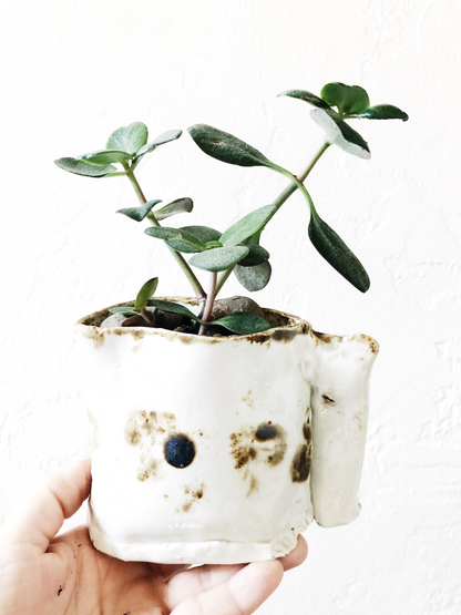 Succulent in Vintage Pottery