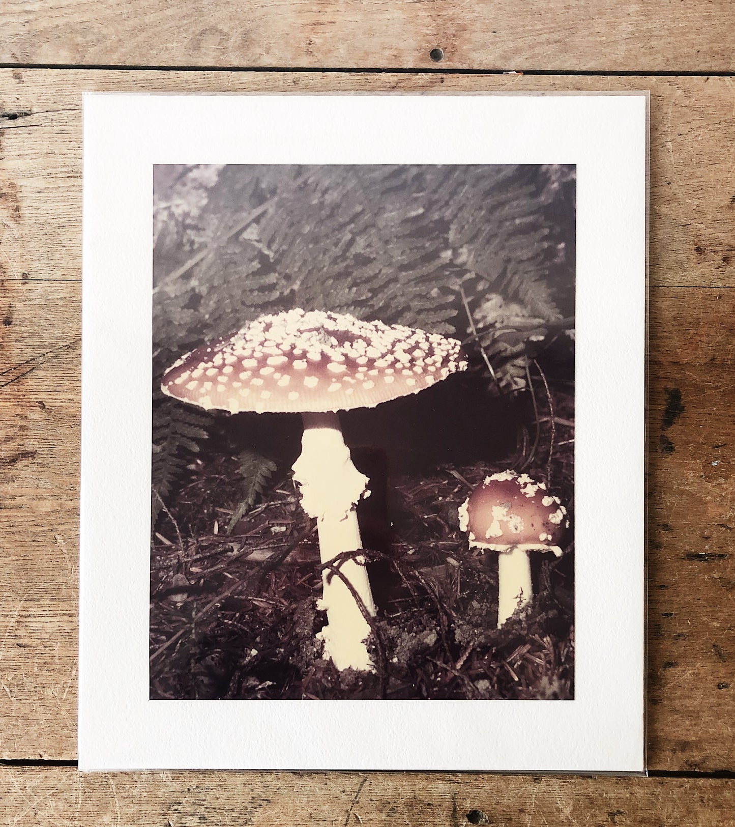 Vintage Mushroom Film Photo