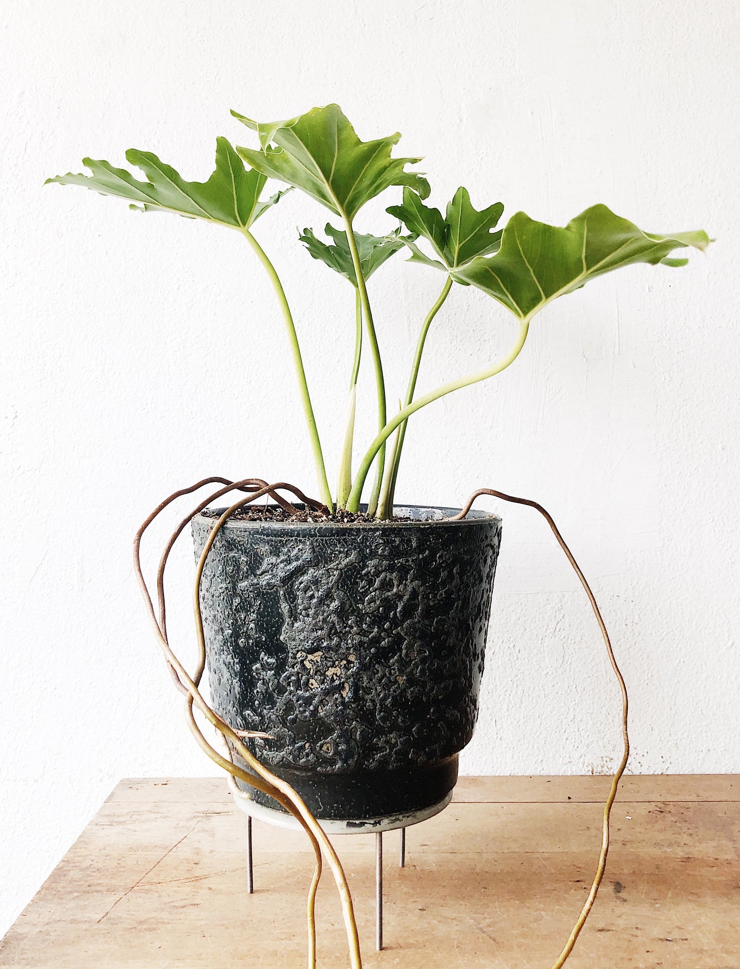 Philodendron Selloum in MCM Pot