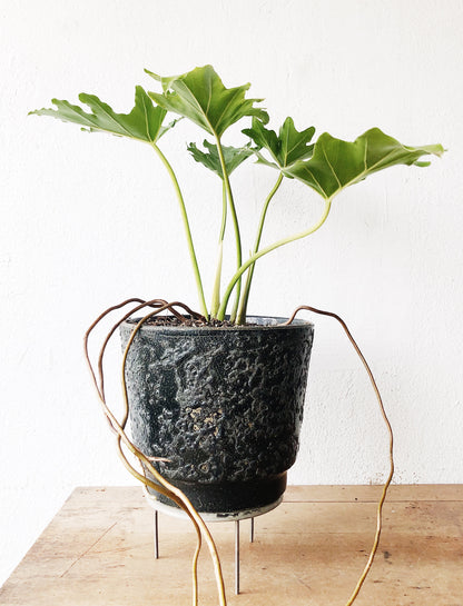 Philodendron Selloum in MCM Pot