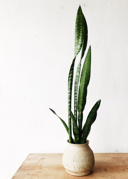 Sanseveria in Vintage Ceramic Pot