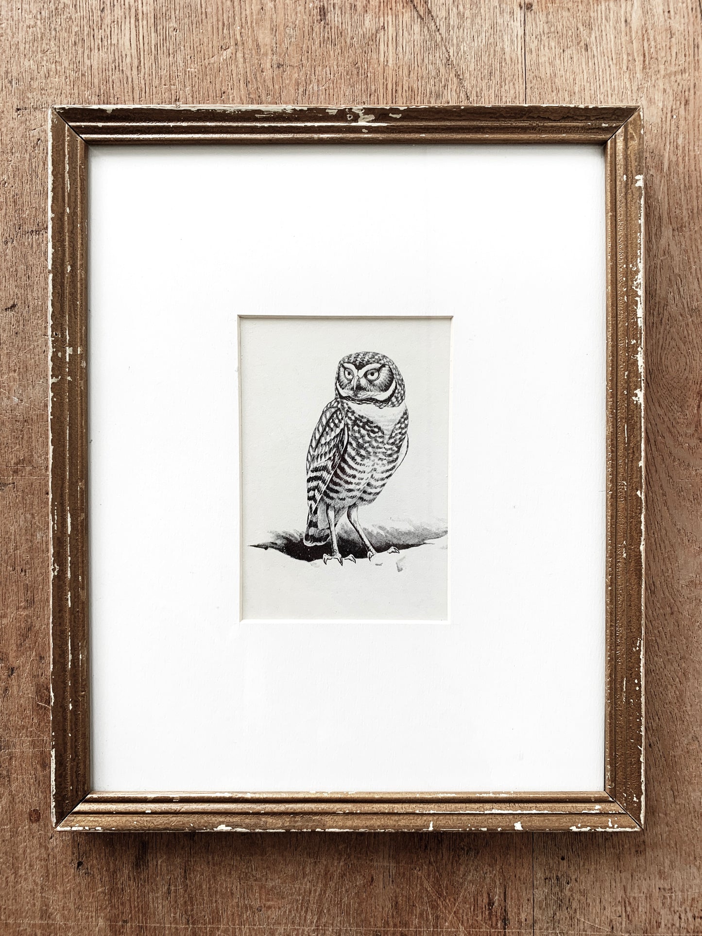 Antique Owl Framed Bookplate