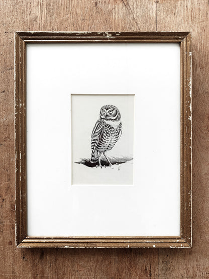 Antique Owl Framed Bookplate