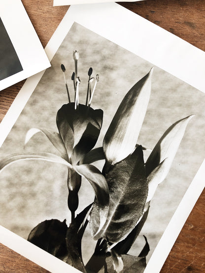Vintage Original Botanical Photograph
