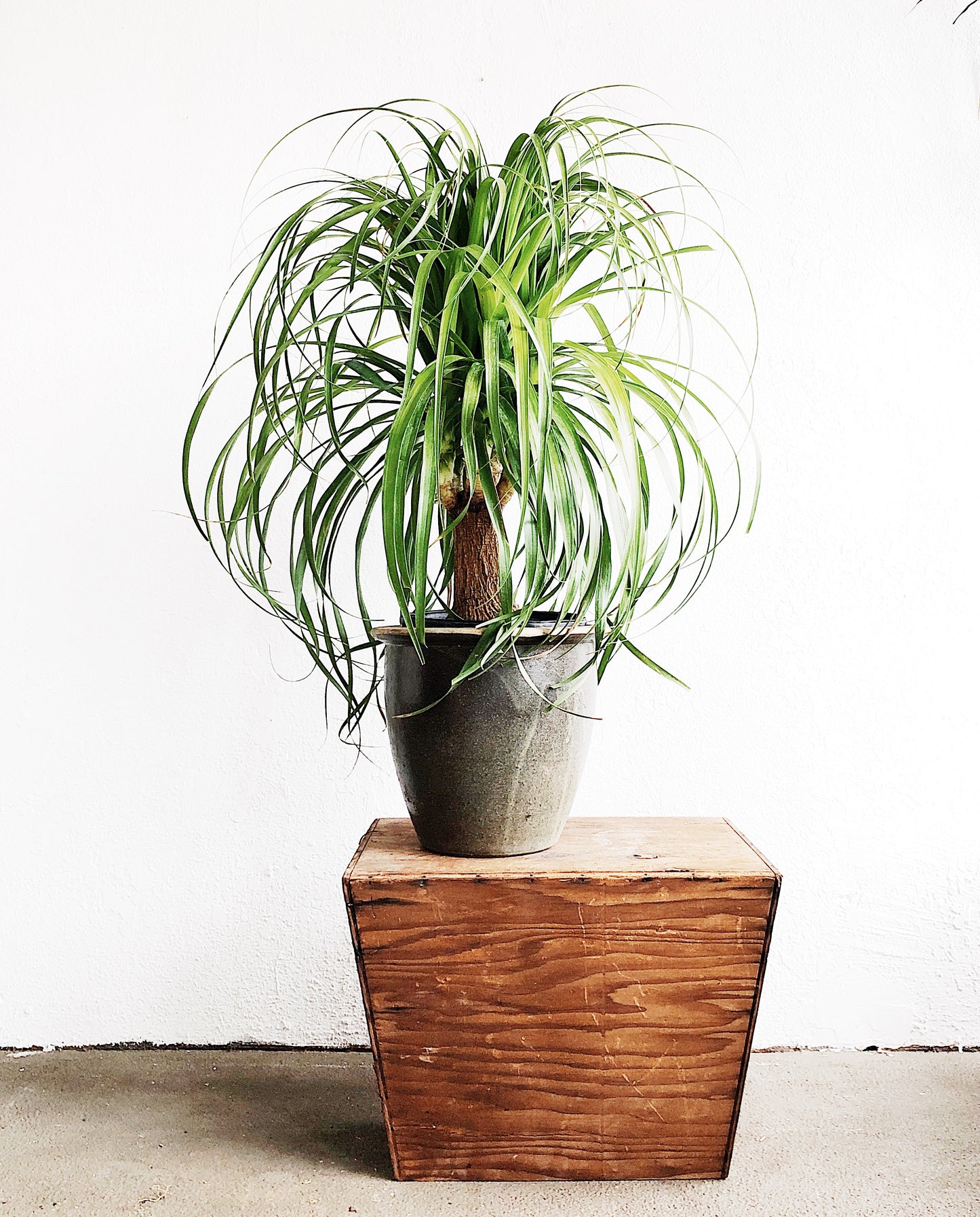 Giant Ponytail Palm