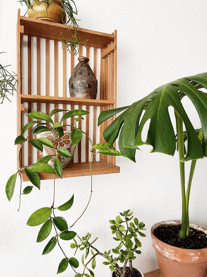 Potted Monstera in Terra