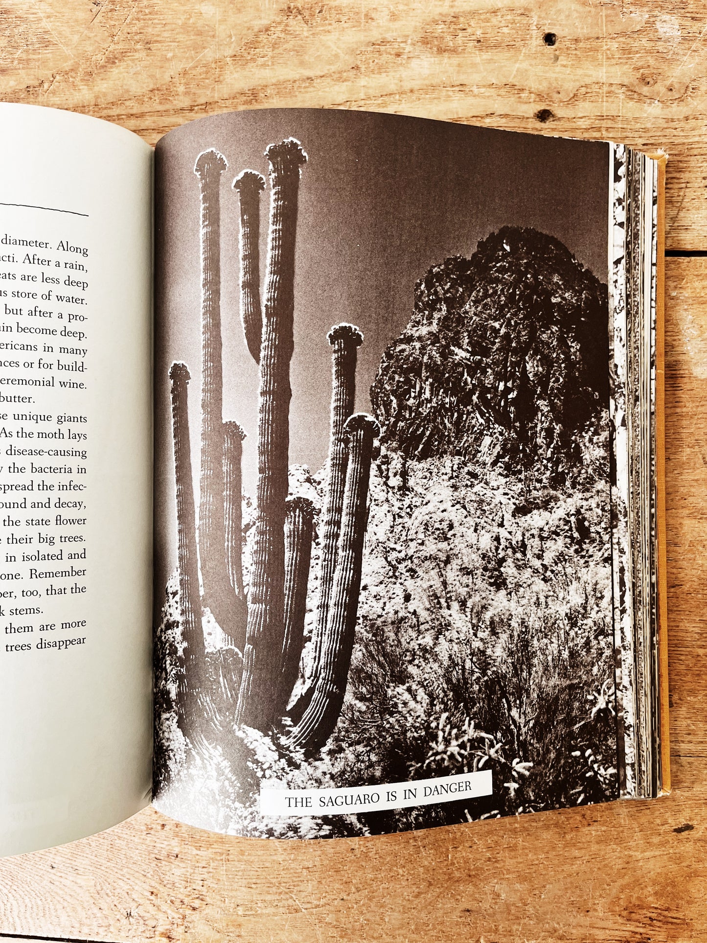 Vintage Natural History Book
