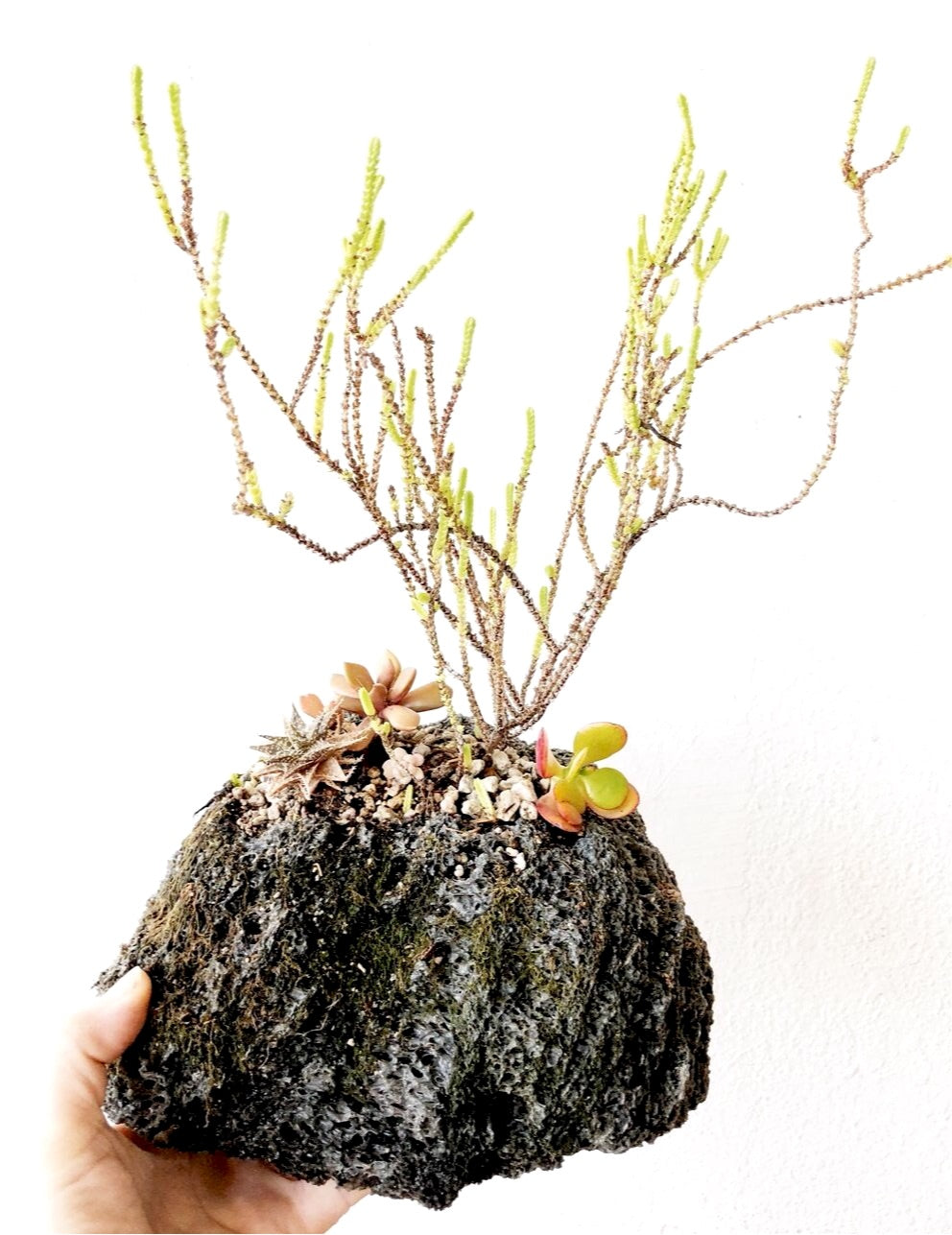 Succulent Collection in Lava Rock