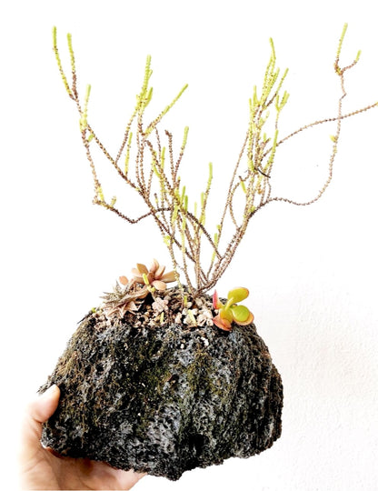 Succulent Collection in Lava Rock