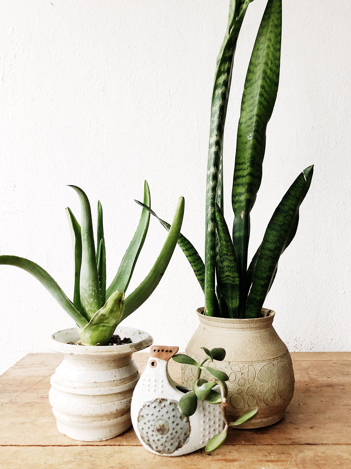 Potted Aloe in Vintage