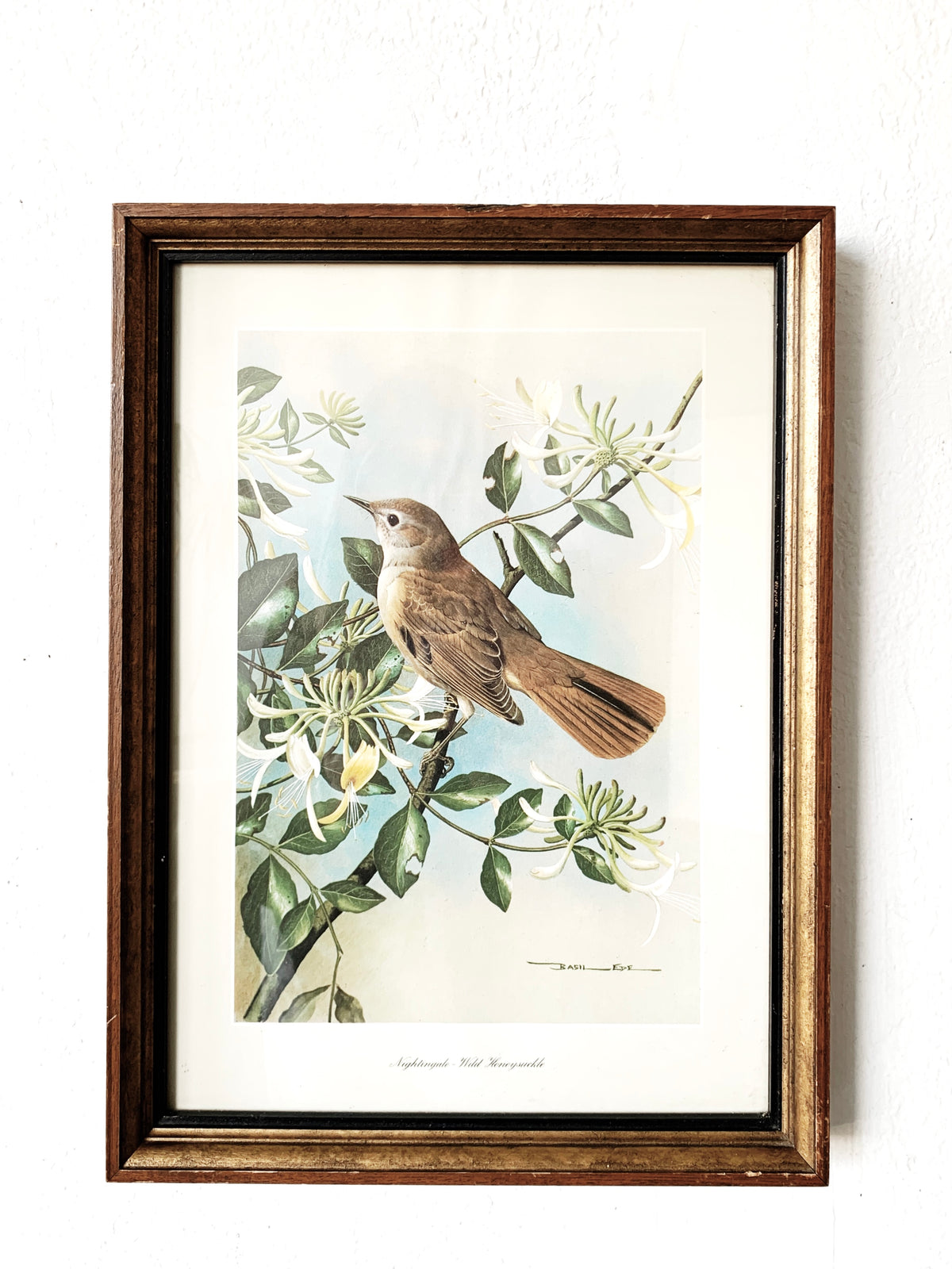 Mid Century Basil Ede Nightingale with Wild Honeysuckle