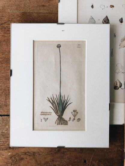 Antique 1800s Framed Bookplate