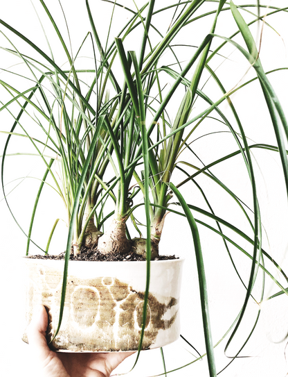 Large Ponytail Palm in Vintage