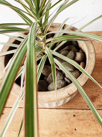 Medium Sized Potted Dracaena