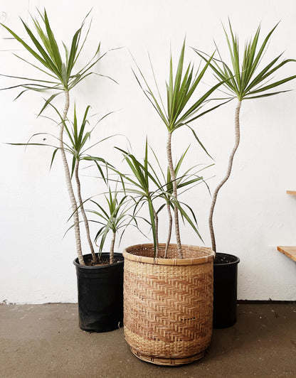 Potted Dracaena Palms