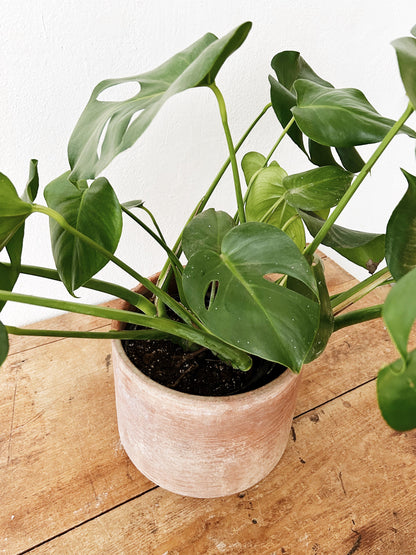 Large Potted Monstera Deliciosa