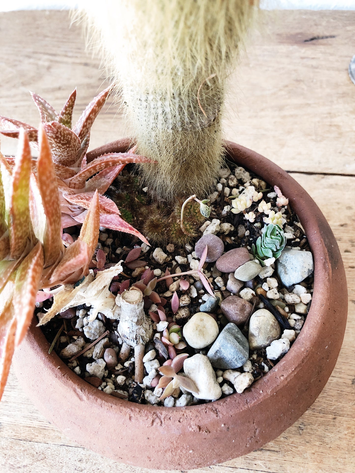 Succulent in Vintage Pottery