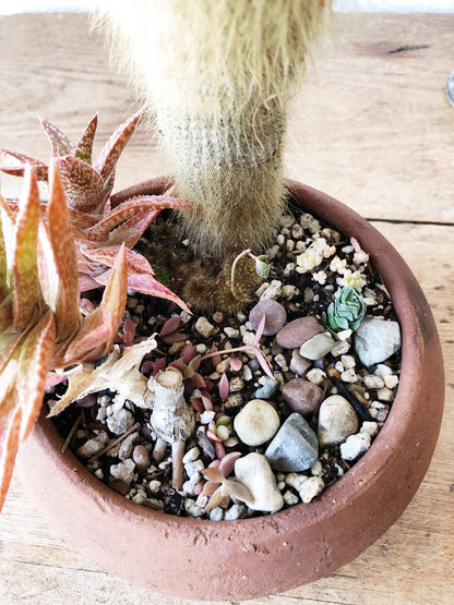 Succulent in Vintage Pottery