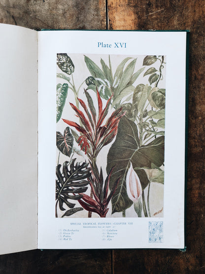 Vintage Botanical Book