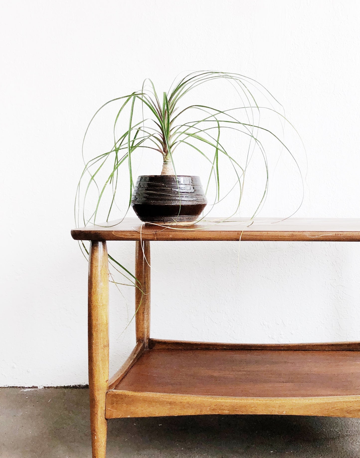 Ponytail Palm in Vintage Pottery