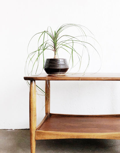 Ponytail Palm in Vintage Pottery
