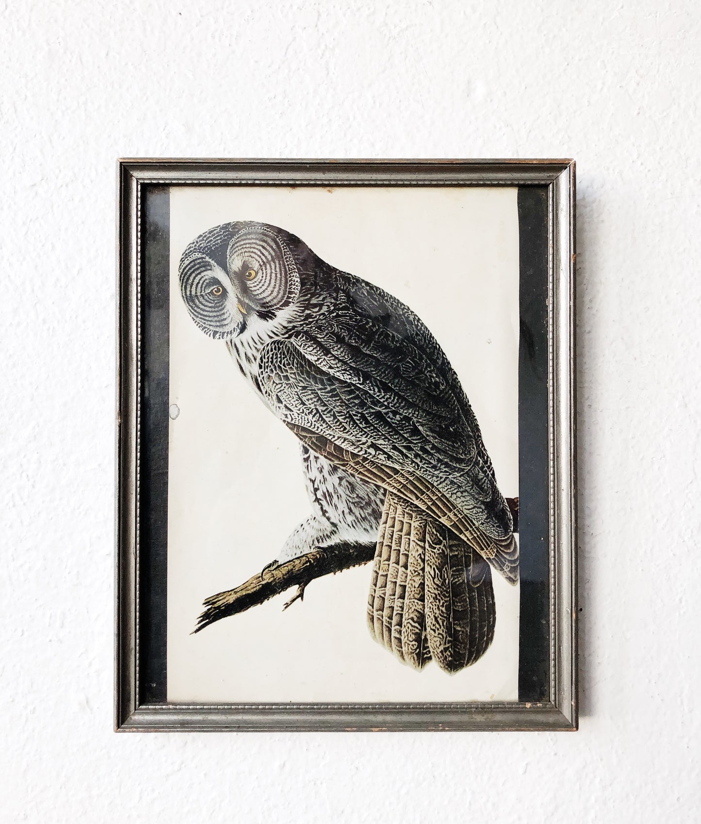 Antique Avian Lithograph