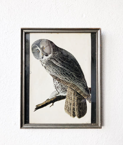 Antique Avian Lithograph