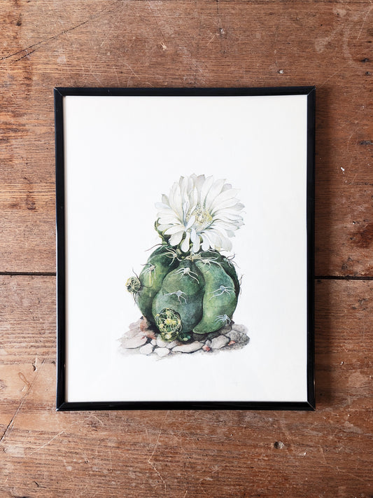 Framed 1970s Cactus Print