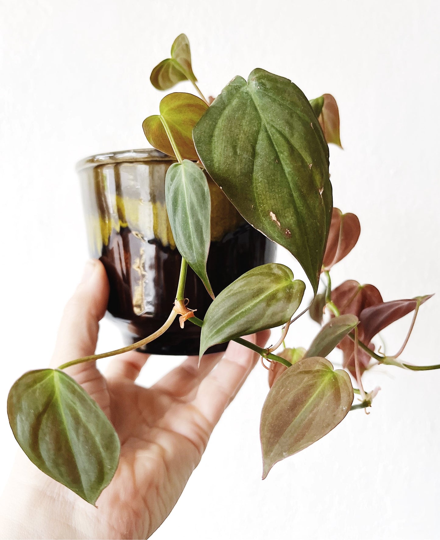 Philodendron Micans in Vintage