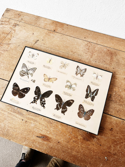 Vintage Specimen Chart