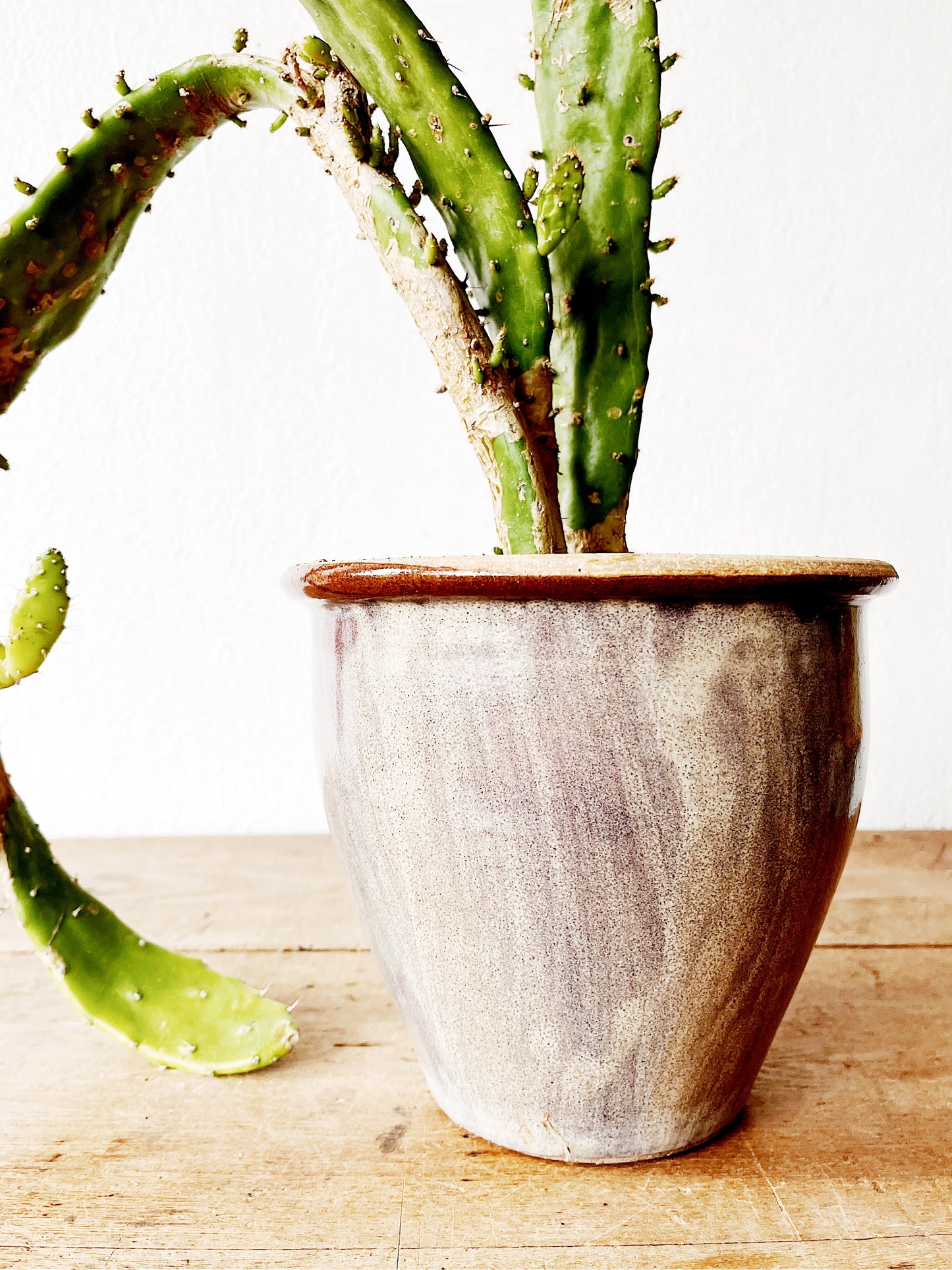 Potted Opuntia in Vintage Pottery