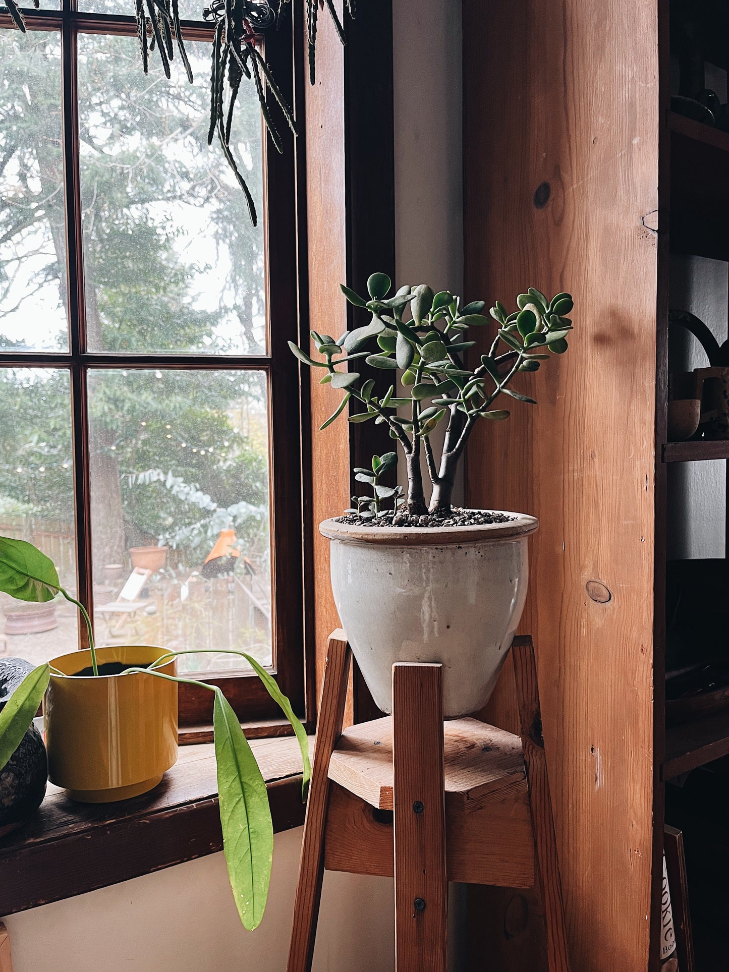 Large Potted Jade Plant