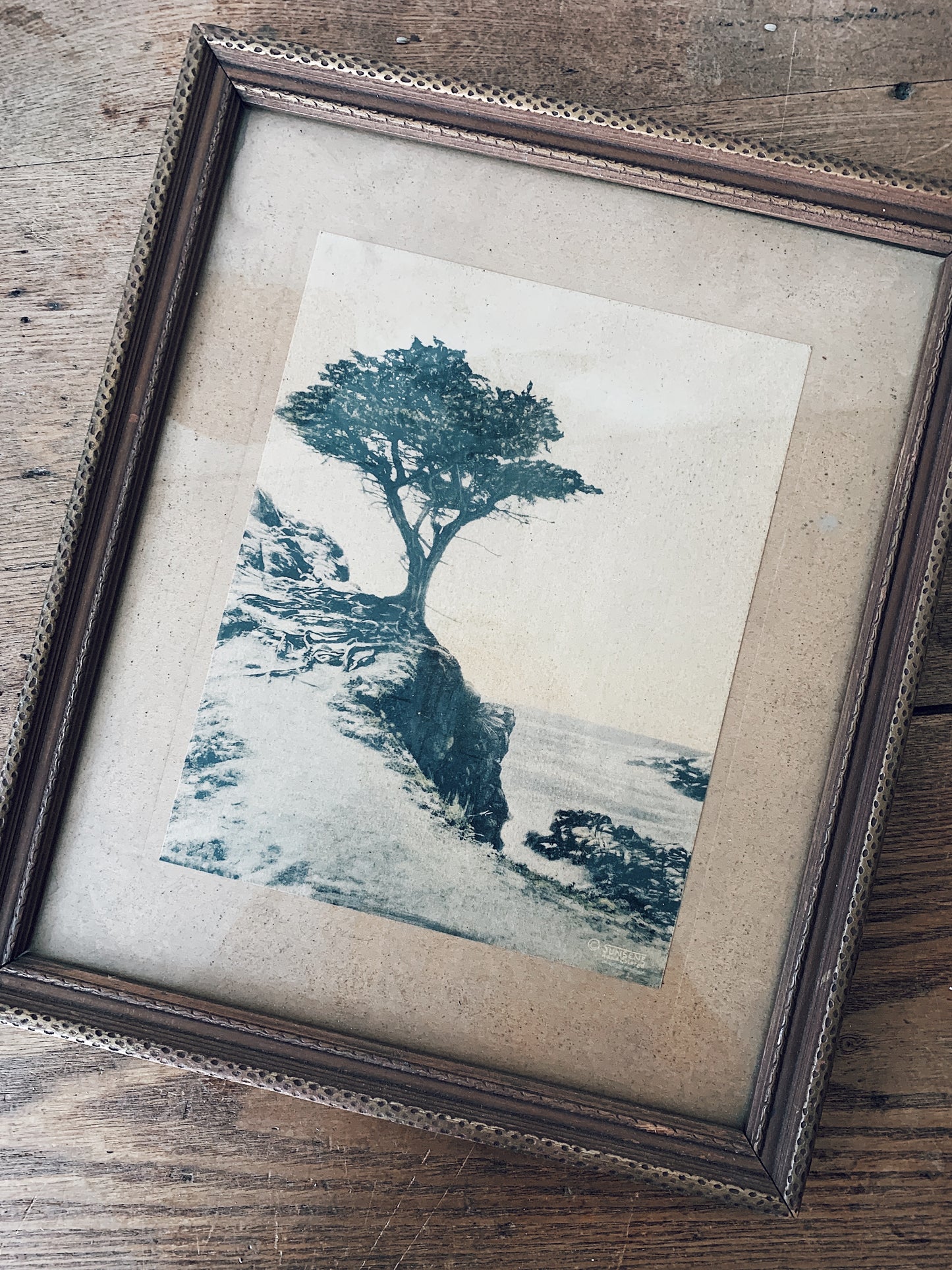 Vintage Framed Lone Cypress Print