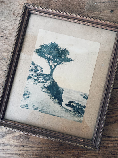 Vintage Framed Lone Cypress Print