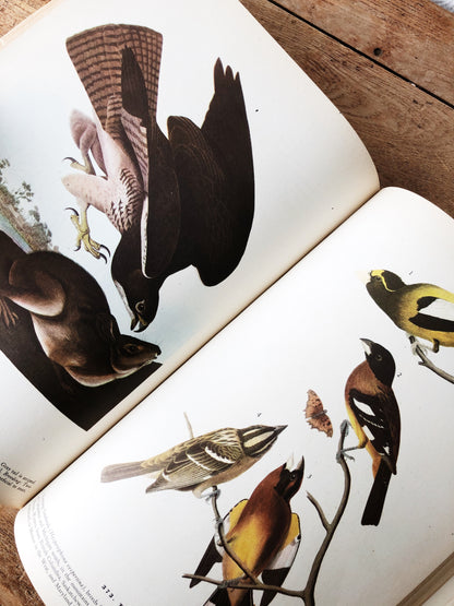 1940s The Birds of America by John Audubon