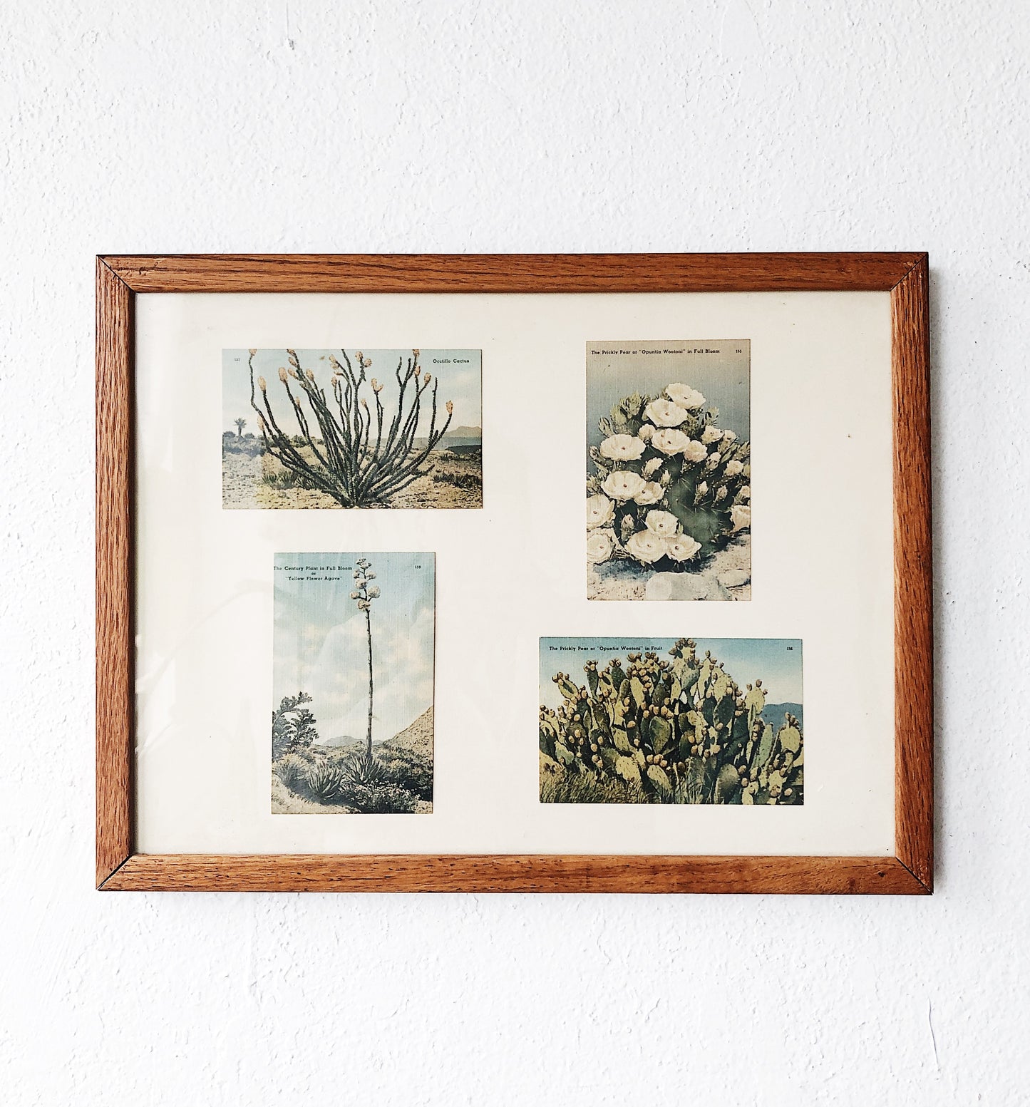 Vintage Cactus Postcard Collection