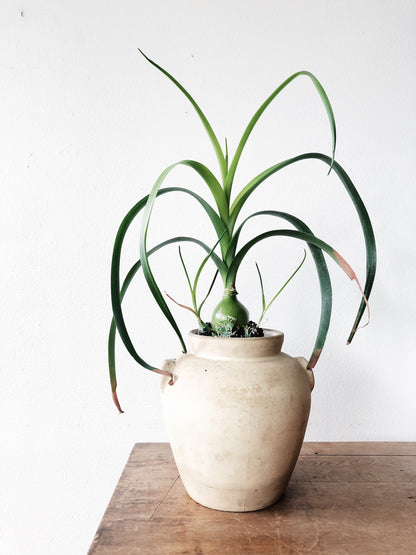 Vintage Bisque Stoneware Urn