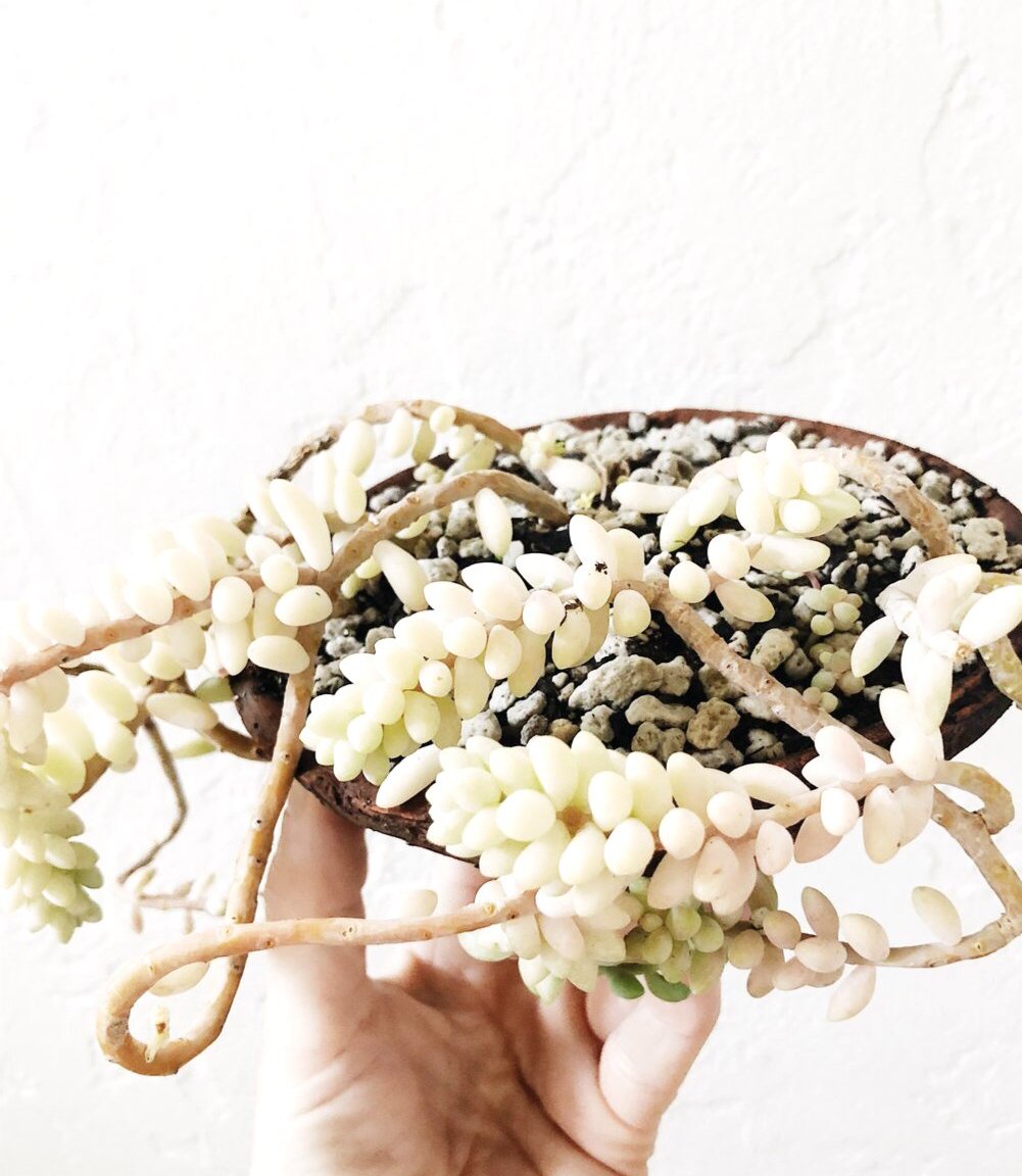 Succulent in Vintage Pottery