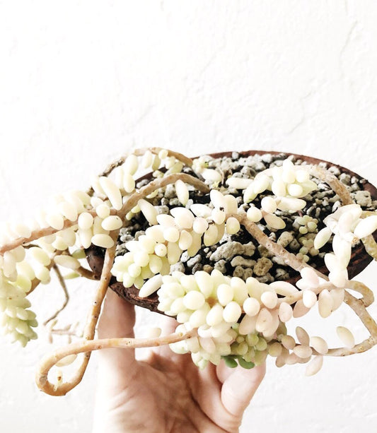 Succulent in Vintage Pottery