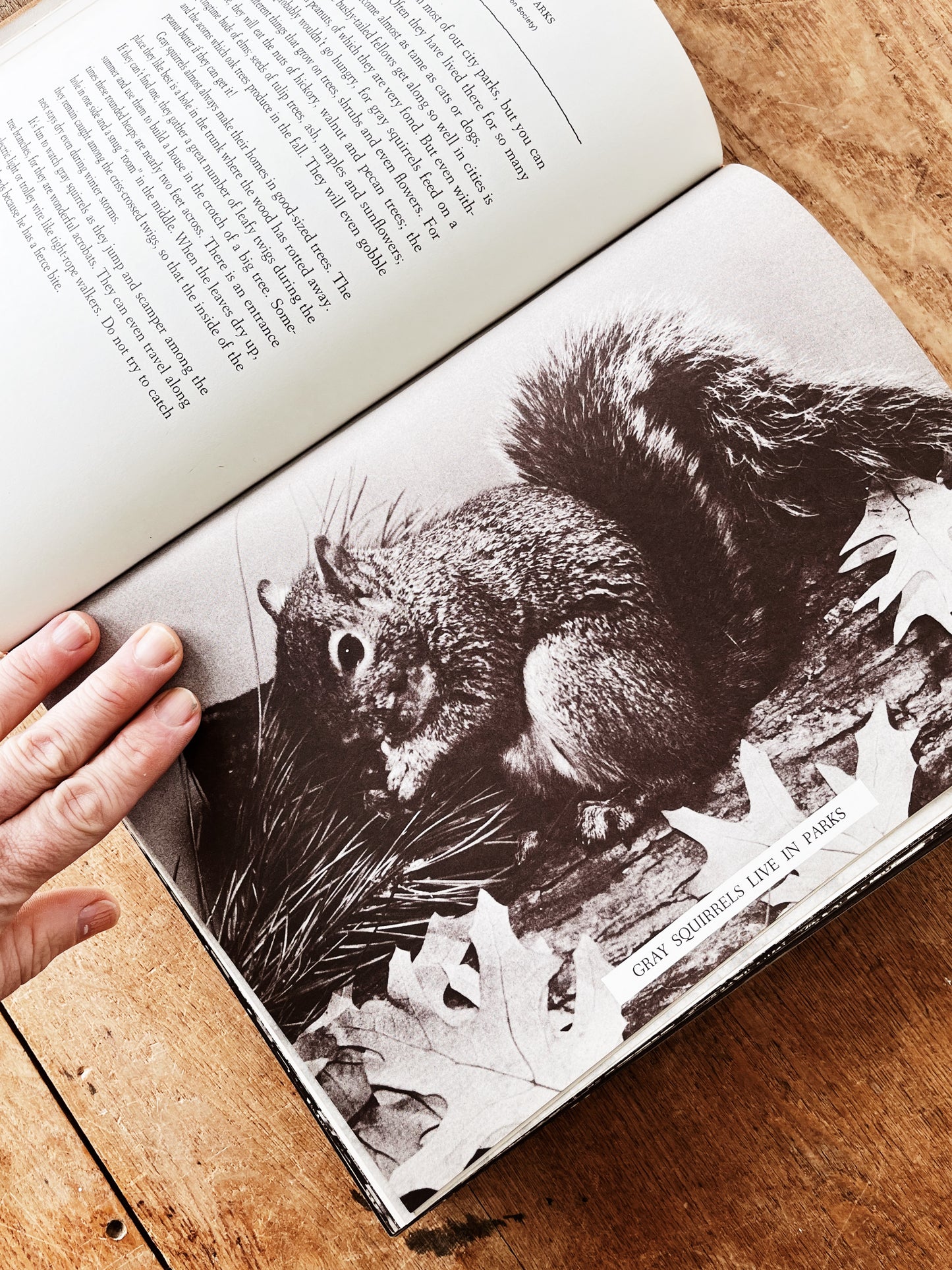 Vintage Natural History Book