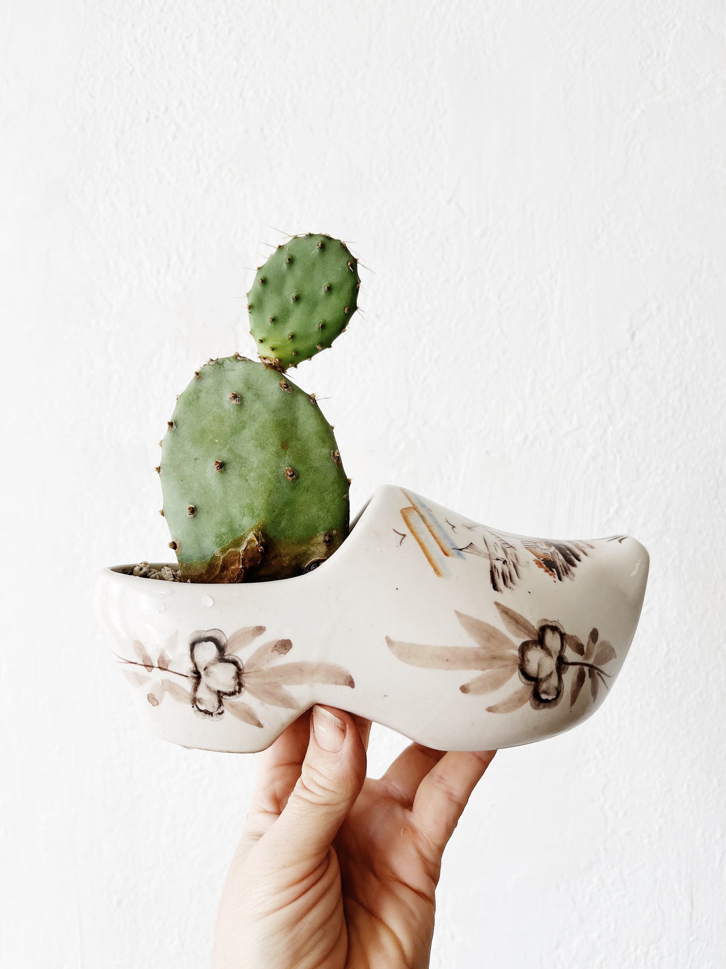 Potted Succulents in Vintage