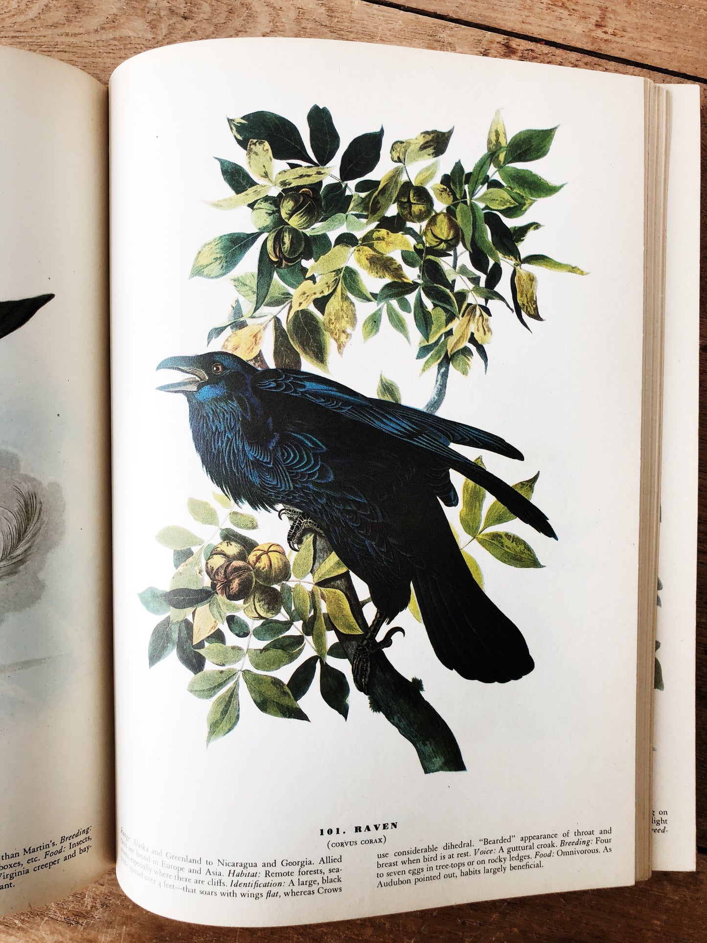 1940s The Birds of America by John Audubon